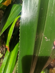 Pandanus dubius