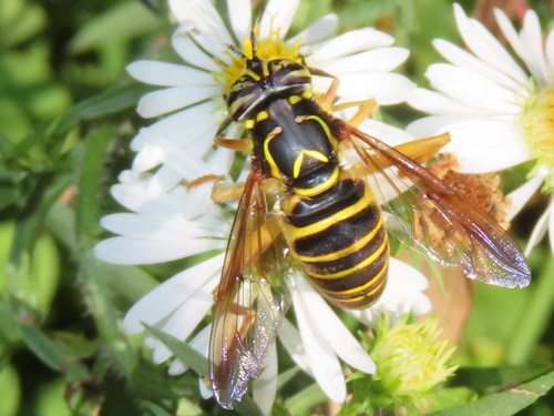 Unknown species found near Ten Mile Creek, MD, USA