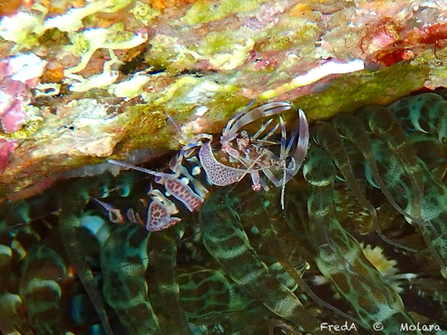 Photo of Amethyst shrimp (Periclimenes amethysteus)