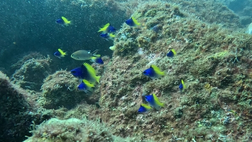 Limbaugh's chromis (Chromis limbaughi) — Pomacentridae — 2