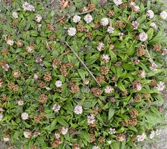 Nablonium calyceroides