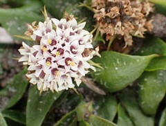 Nablonium calyceroides