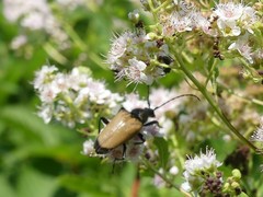 Trigonarthris
