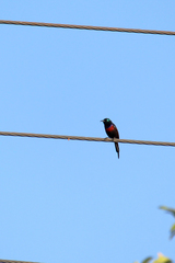 Cinnyris erythrocercus