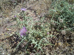 Galactites tomentosus