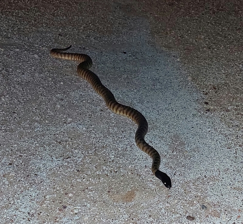 Black-headed Python sighting