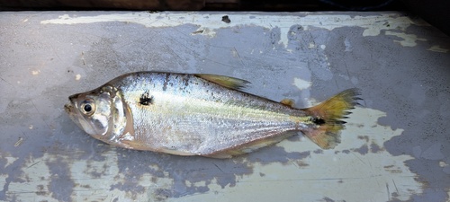 Roeboides myersii — Characidae — 3