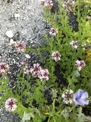 Lobelia jasionoides