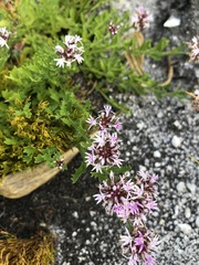 Lobelia jasionoides