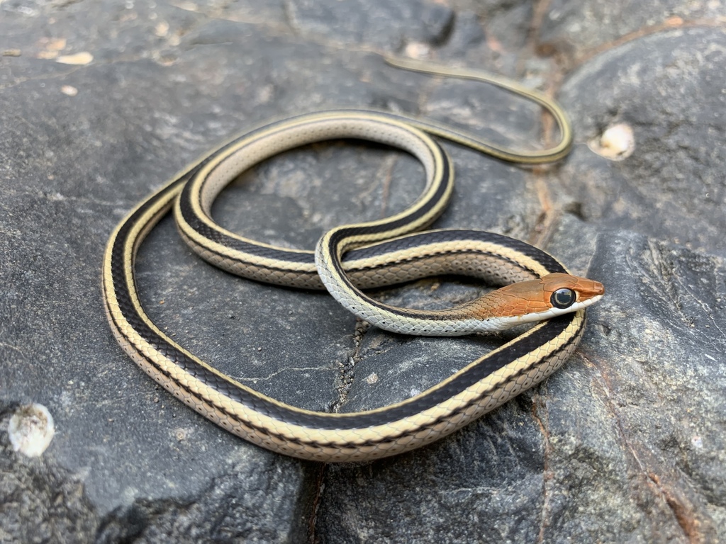 Speckled Sand Racer