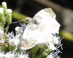 Polyctor cleta