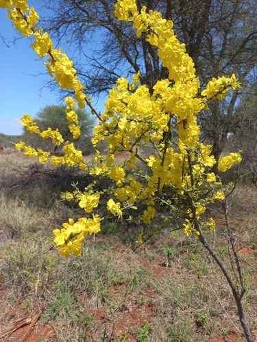 Kalahari Gold (Rhigozum brevispinosum)
