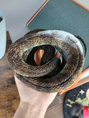 Tiger Snake sighting