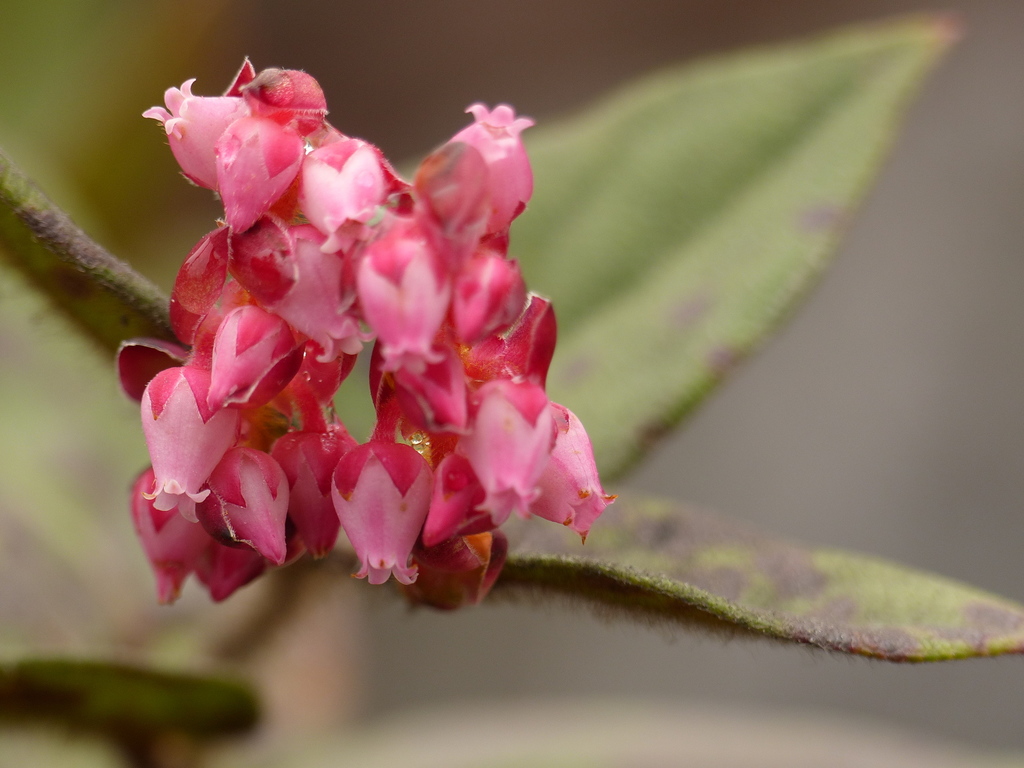 Gaultheria sclerophylla