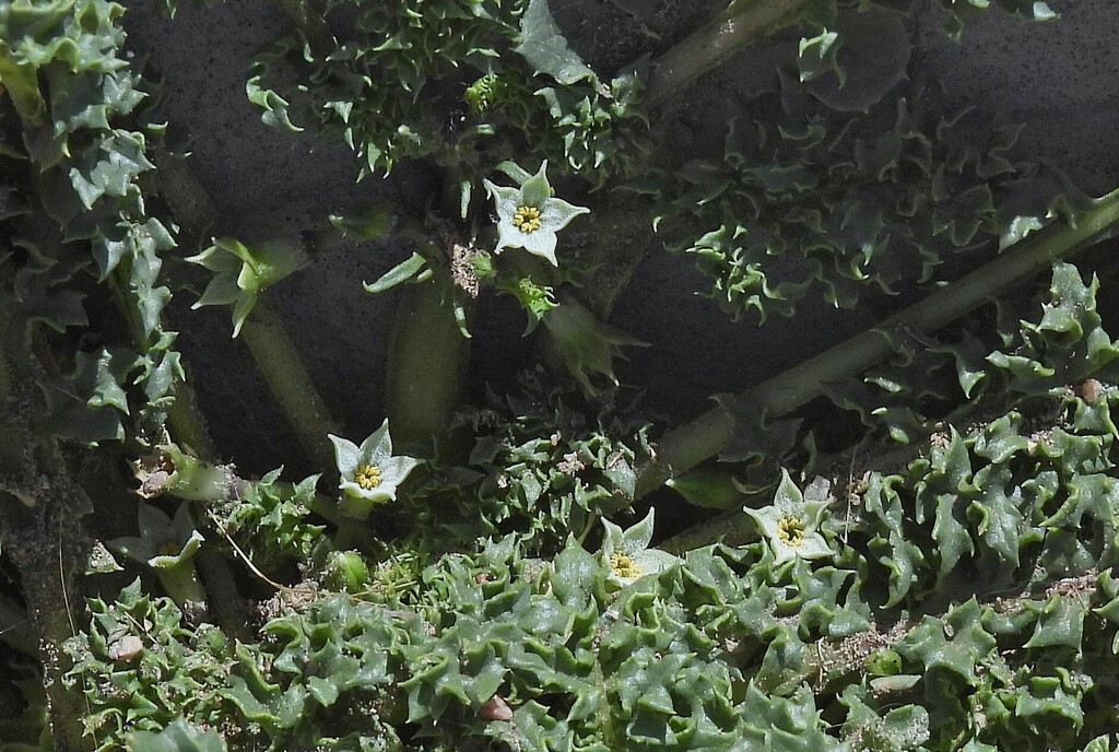 Jaborosa caulescens; photograph Hugo Hulsberg, CC0, iNaturalist via GBIF