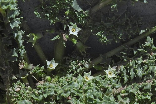 Jaborosa caulescens