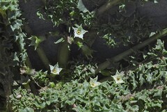 Jaborosa caulescens