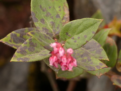 Gaultheria sclerophylla