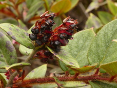Gaultheria sclerophylla
