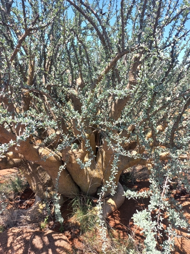 Sesamothamnus lugardii, photograph 6