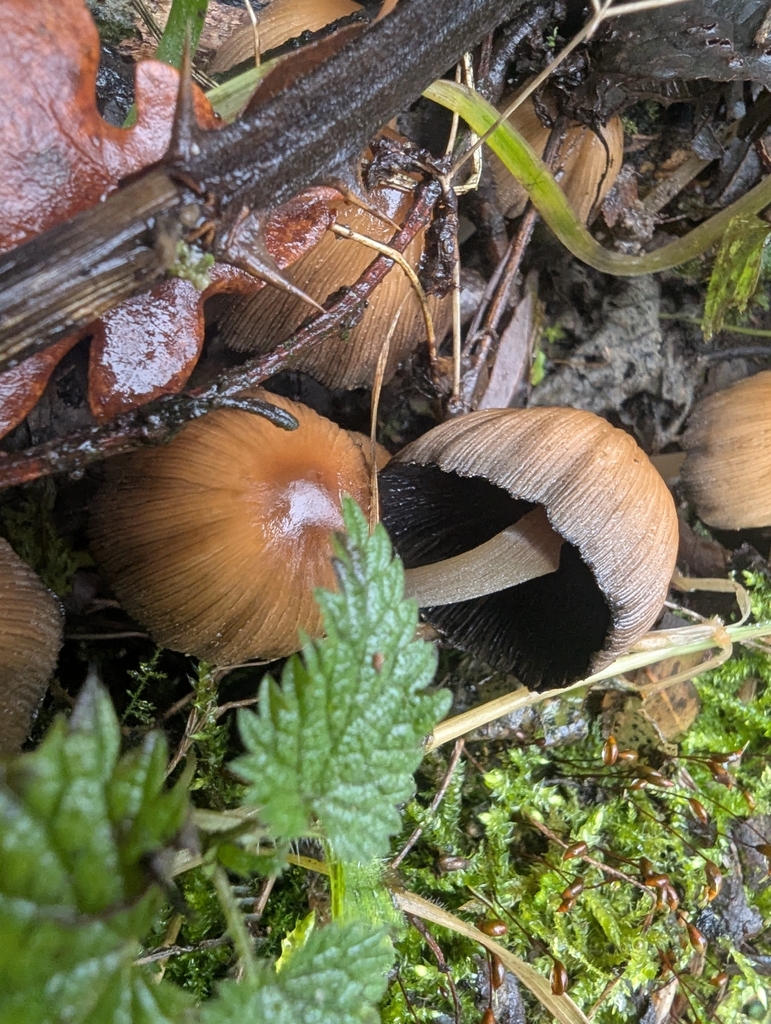Micacei · November 2025 · photo: © ohwhen (iNaturalist, cc-by)