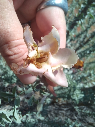 Sesamothamnus lugardii, photograph 2