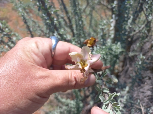 Sesamothamnus lugardii, photograph 3