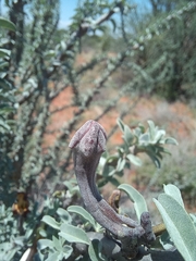 Sesamothamnus lugardii, photograph author not stated, no rights reserved