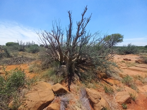 Sesamothamnus lugardii, photograph 5