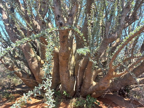 Eastern Sesamebush (Sesamothamnus lugardii)
