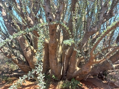 Sesamothamnus lugardii