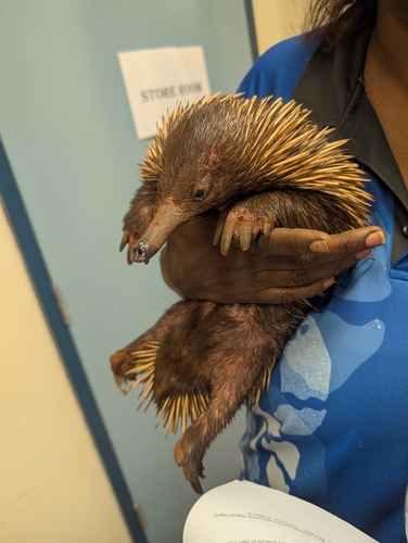 Western Short-beaked Echidna