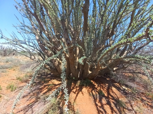 Sesamothamnus lugardii, photograph 1