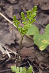 Sceptridium robustum