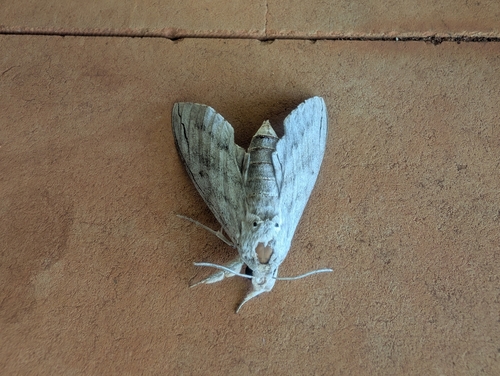 Leucomonia bethia