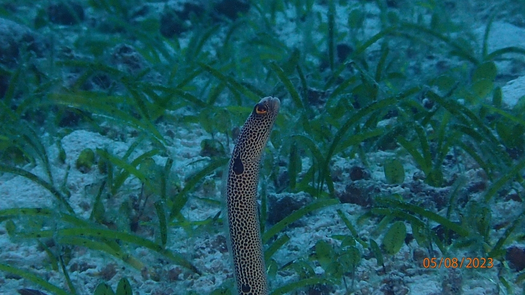 Spotted garden eel emerging from burrow among seagrass