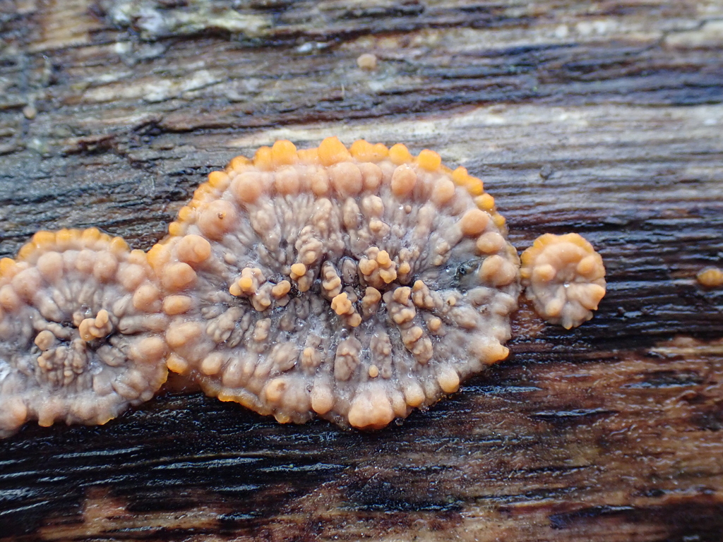 Phlebia radiata · November 2025 · photo: © sturuss (iNaturalist, cc0)
