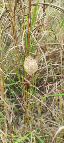 Stick Mantis
