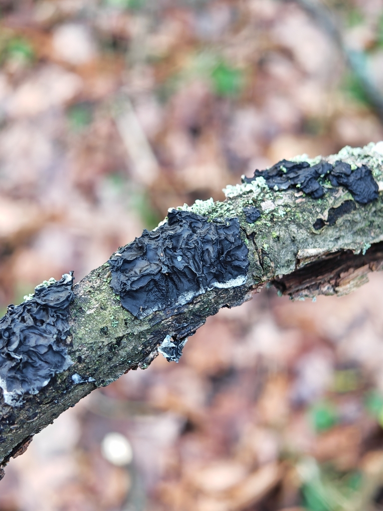 Exidia nigricans · November 2025 · photo: © p_andrey (iNaturalist, cc-by-nc)