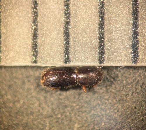 Xyleborinus saxesenii, 2025-11-21