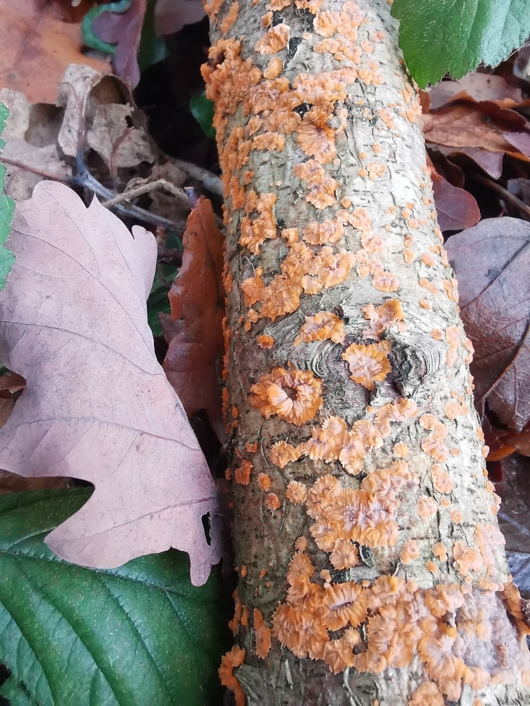 Phlebia radiata · November 2025 · photo: © durhambirder (iNaturalist, cc0)