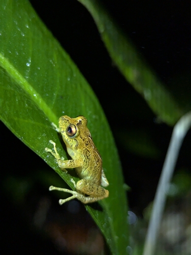 Fern-loving Cutin, Pristimantis pteridophilus