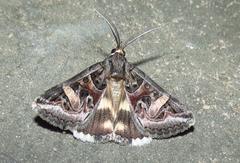 Cerocala vermiculosa