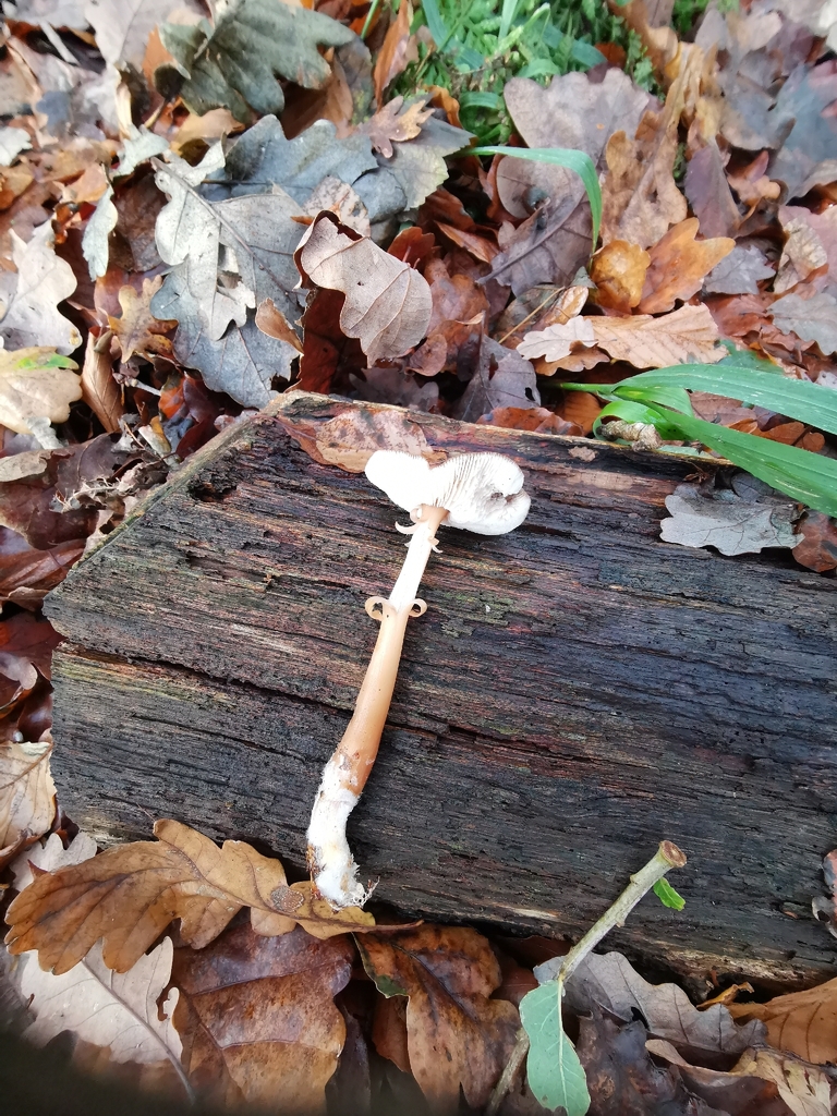 Rhodocollybia asema · November 2025 · photo: © durhambirder (iNaturalist, cc0)