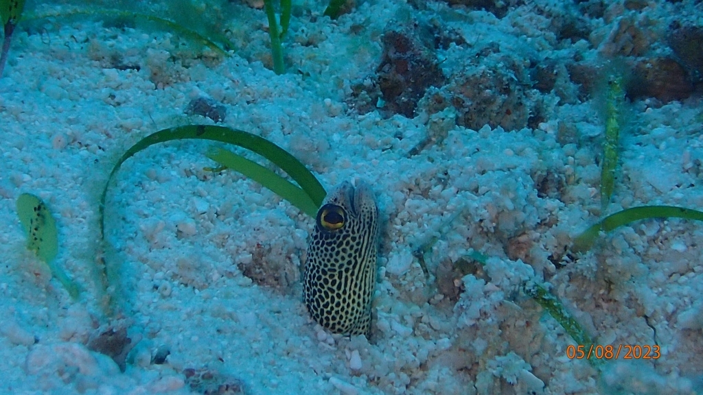 Spotted garden eel head poking from sand near seagrass