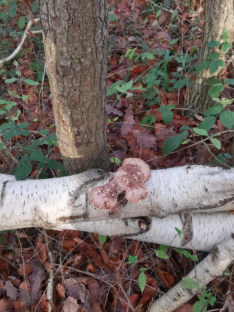 Fomitopsis betulina · November 2025 · photo: © durhambirder (iNaturalist, cc0)