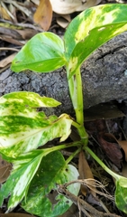 Epipremnum aureum image