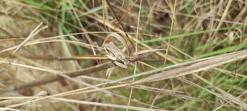 Painted Reed Frog