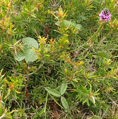 Cullen microcephalum