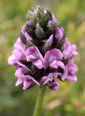 Cullen microcephalum